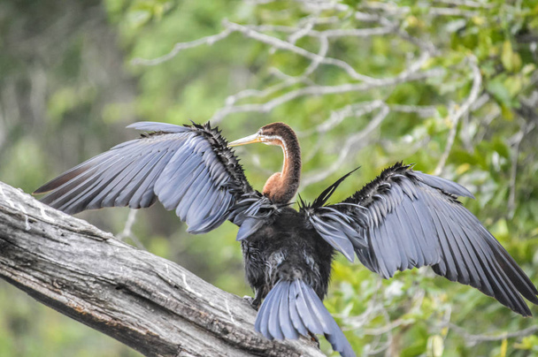 Beautiful white breasted cape cormorant drying it's wings in lake panic Kruger South Africa - Photo, Image