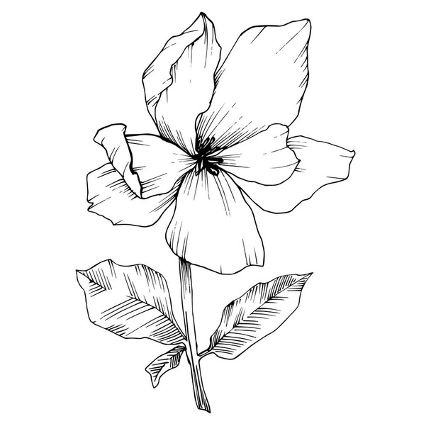 Vector Magnolia floral botanical flowers. Black and white engraved ink art. Isolated magnolia illustration element. - Vektör, Görsel