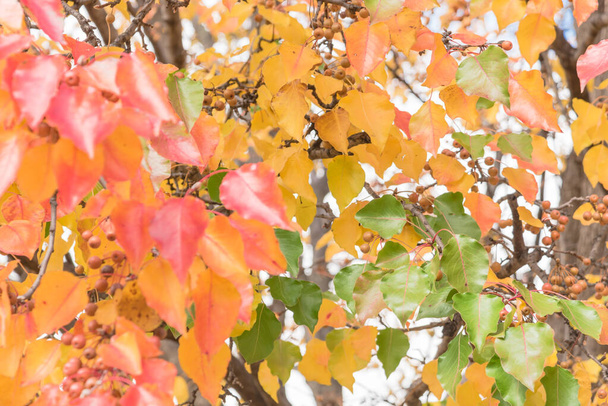 Sekély Dof zöld, narancs, sárga, piros őszi levelek színe Bradford körte vagy Pyrus calleryana fa - Fotó, kép