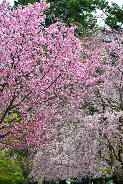 Cherry blossom (hanami) in Nara, Japan - Photo, Image