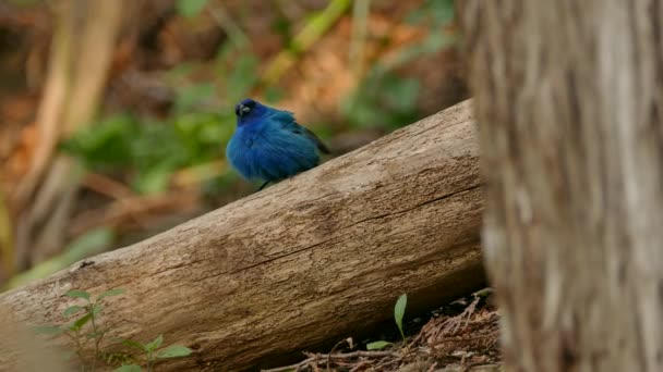 Δύο κοντινές λήψεις του Indigo bunting όμορφο πουλί σε χαμηλό επίπεδο στον κορμό του δέντρου - Πλάνα, βίντεο