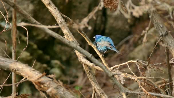 Indigo bunting em tons azuis pálidos vibrando suas asas rapidamente na natureza
 - Filmagem, Vídeo