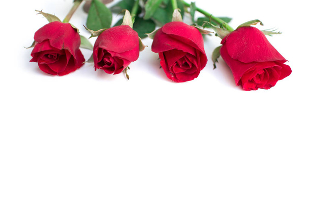 rode roos met bladeren geïsoleerd op witte achtergrond voor Valentijn  - Foto, afbeelding