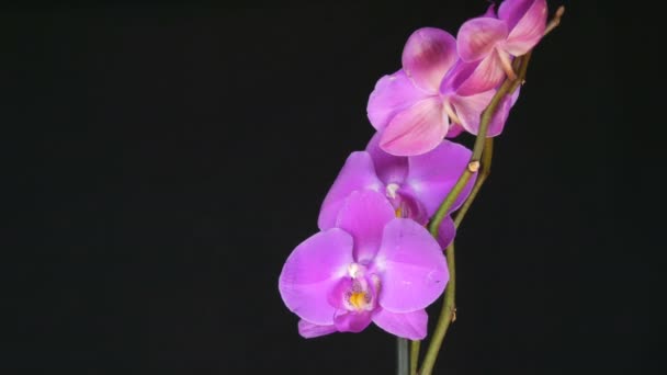 Mooie bloeiende paarse orchidee bloem op stijlvolle zwarte achtergrond - Video