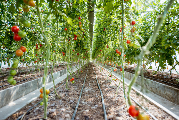 Çiftlikte kiraz domatesli sıralar - Fotoğraf, Görsel