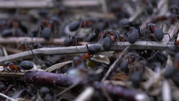 hormigas colectiva construir hormiguero
 - Imágenes, Vídeo