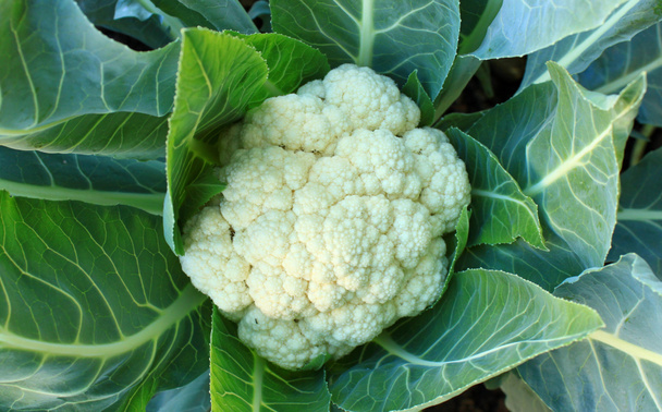 Цвітна капуста в овочевому саду
 - Фото, зображення