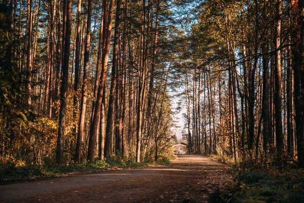 Route forestière menant à une maison en bois. Rayons de lumière du soleil brillent à travers les branches des arbres
. - Photo, image
