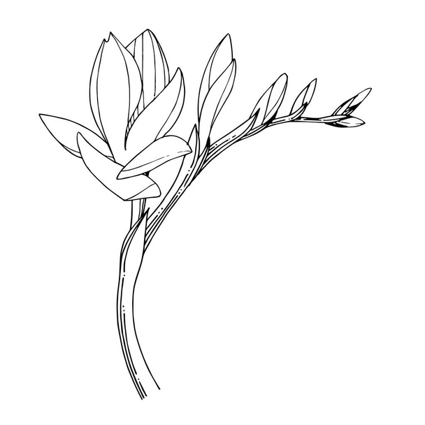 Vektör Freesia çiçekli botanik çiçeği. Siyah beyaz işlemeli mürekkep sanatı. İzole edilmiş frezya illüstrasyon ögesi. - Vektör, Görsel