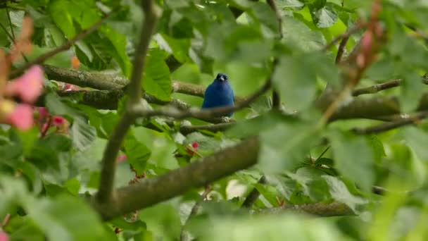 Bonito pájaro de índigo azul de pie en un árbol florido en un día ventoso moderado
 - Metraje, vídeo
