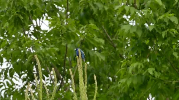 Kék madár ült tetején fenyőfa leveles fa a homályos háttérben - Felvétel, videó