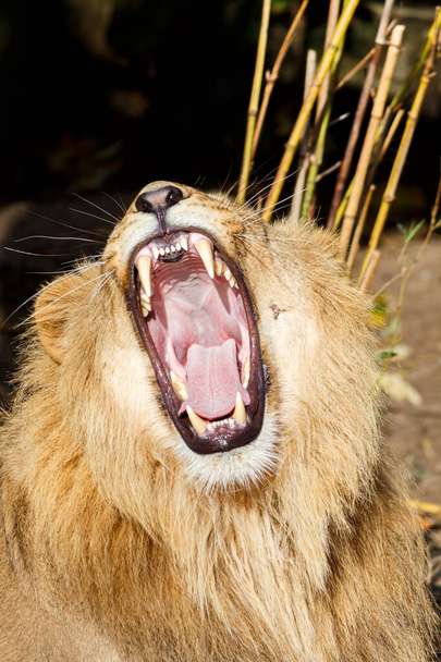 Enojado macho león Snarling y teniendo dientes agresivamente
 - Foto, Imagen