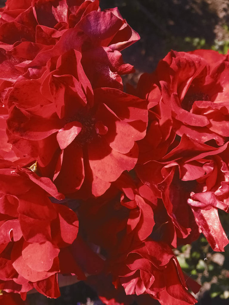 赤い咲く庭のバラの花日、花の美しさのバックグロ - 写真・画像