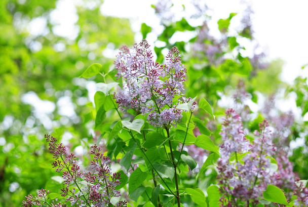 lilac at spring - Fotó, kép