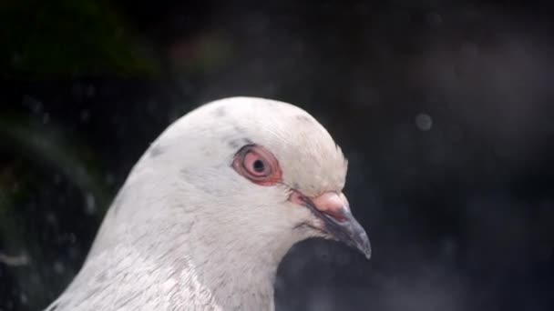 Pigeon head close-up. Dove head close. Ornithology bird lore. - Filmagem, Vídeo