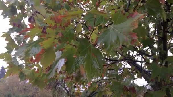 Tölgy az esőben egy őszi napon - Felvétel, videó