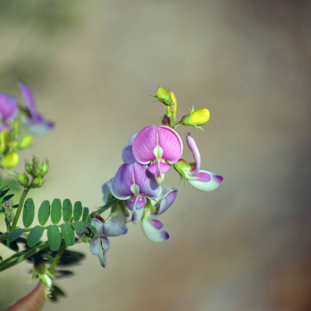 Yellow buds and pink and purple Australian Indigo flowers, Indigofera australis, family fabaceae. Widespread in woodland and open forest in New South Wales, Queensland, Victoria, SA, WA and Tasmania - Photo, Image