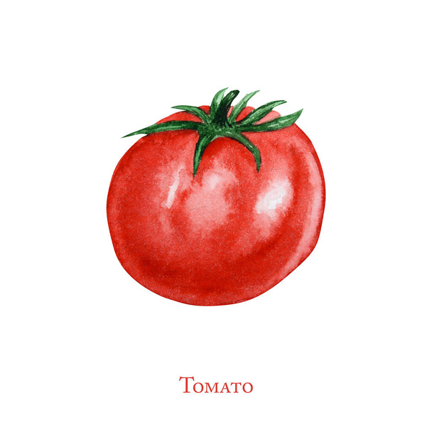 Watercolor painted tomato with clipping path. Hand drawn fresh food design elements isolated on white background. Organic Vegetables hand painted illustration. - Photo, Image