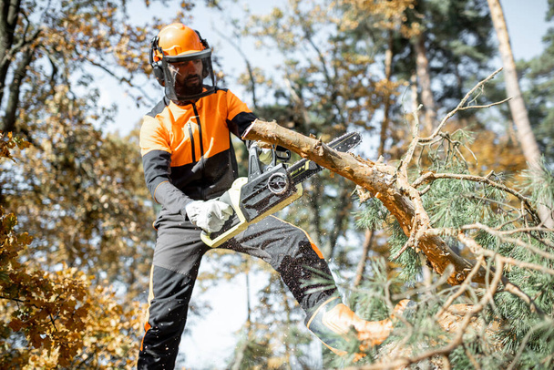 Lumberman workignn na floresta
 - Foto, Imagem