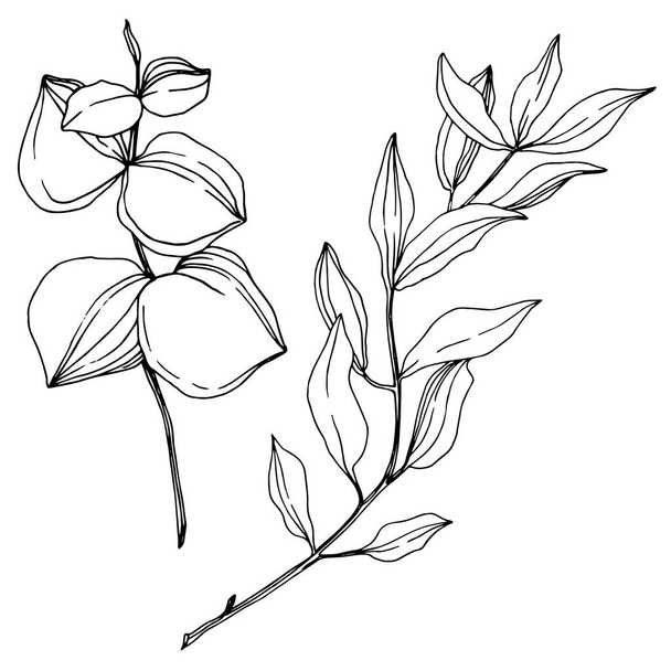 Vector Eucalyptus tree leaves. Black and white engraved ink art. Isolated eucalyptus illustration element. - Vetor, Imagem