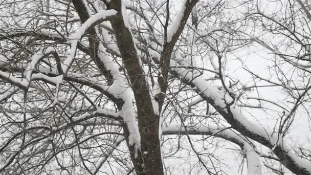 Sekély hó esik a sötét fa háttér. Téli szezon. Lassú mozgás. - Felvétel, videó