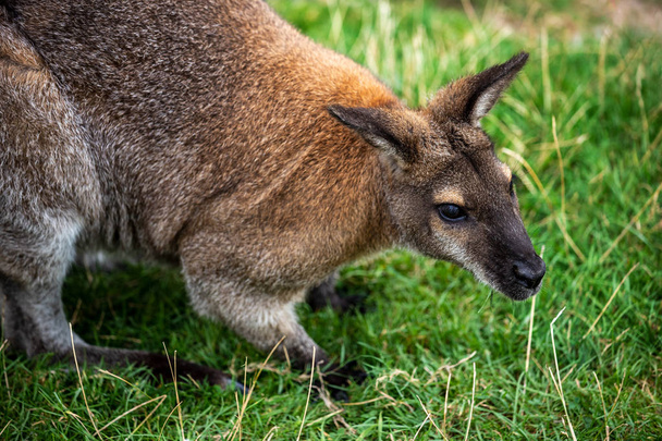 Portret dorosłego wallaby macropodidae na zielonej trawie - Zdjęcie, obraz