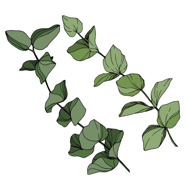 Vector hojas de eucalipto. Tinta grabada en blanco y negro. Elemento de ilustración de eucalipto aislado
. - Vector, Imagen