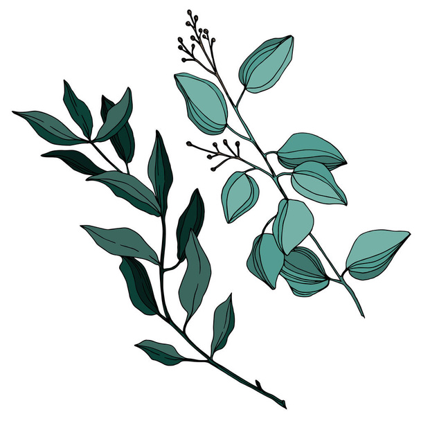Vector Eucalyptus tree leaves. Black and white engraved ink art. Isolated eucalyptus illustration element. - Wektor, obraz