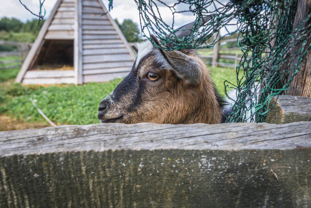 Goat in Poland - Photo, Image