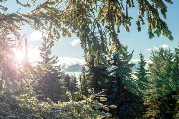 Winter forest green mountain snow trees branch first spruce blue fir needles sun sunlight sky - 写真・画像