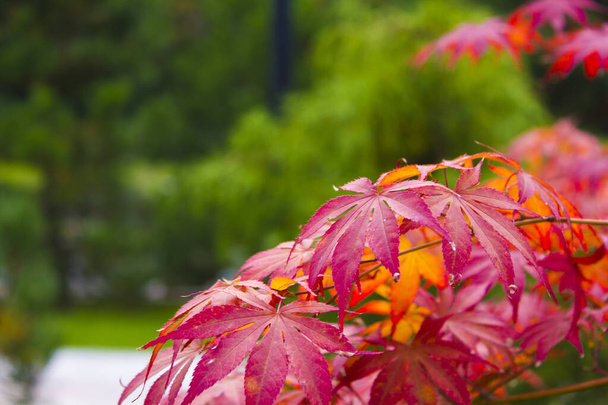 Beautiful Japanese red maple in the fall. Sochi. Krasnaya Polyana. - Zdjęcie, obraz