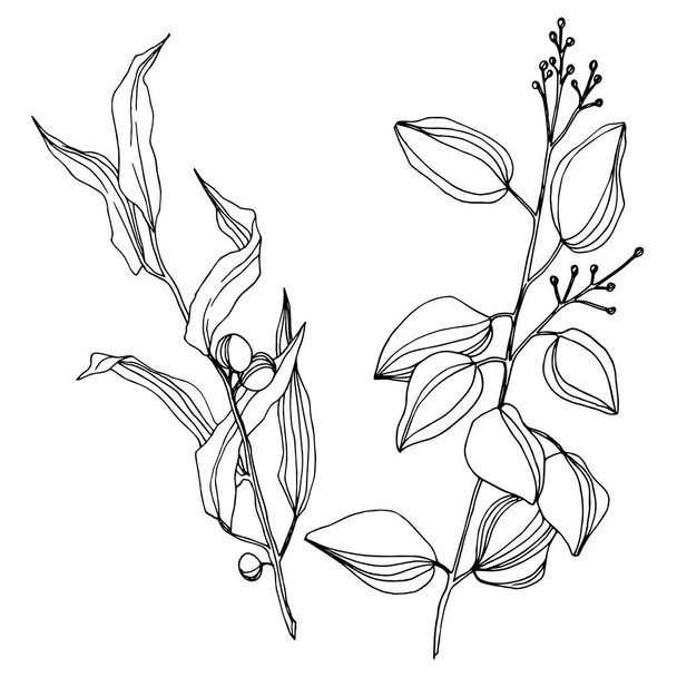 Vector Eucalyptus tree leaves. Black and white engraved ink art. Isolated eucalyptus illustration element. - Wektor, obraz