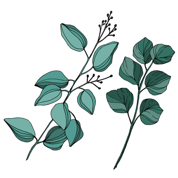 Vektorblätter von Eukalyptusbäumen. Schwarz-weiß gestochene Tuschekunst. Isoliertes Eukalyptus-Illustrationselement. - Vektor, Bild