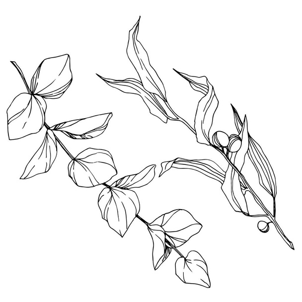 Vector hojas de eucalipto. Tinta grabada en blanco y negro. Elemento de ilustración de eucalipto aislado
. - Vector, Imagen