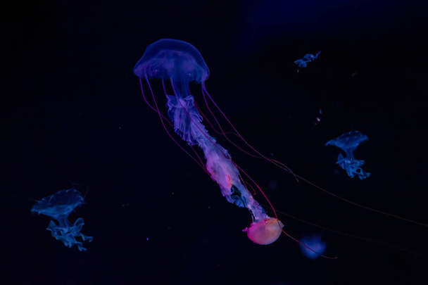 Прекрасна медуза або медуза в неоновому світлі в акваріумі в новому відкритті Празького медсаріума (Чеська Республіка). - Фото, зображення