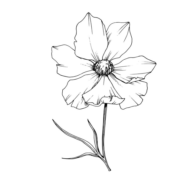 Vector Cosmos floral botanical flowers. Black and white engraved ink art. Isolated cosmea illustration element. - Vektor, kép