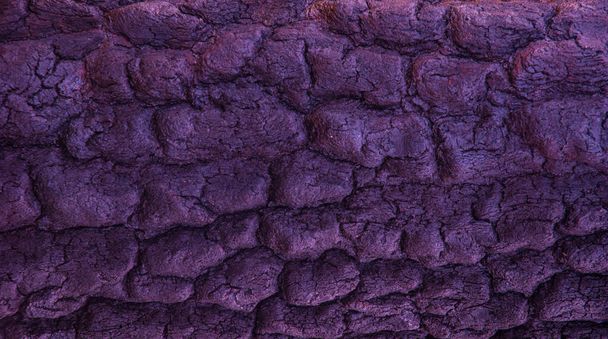 Violet wood texture of burnt tree - Fotografie, Obrázek