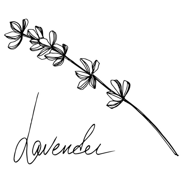Vektori Laventeli kukka kasvitieteellinen kukkia. Musta ja valkoinen kaiverrettu muste taidetta. Eristetty laventelin kuvituselementti
. - Vektori, kuva