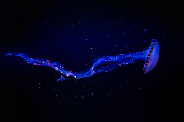 Bellissime meduse o meduse alla luce del neon in acquario nel medusario di Praga, Repubblica Ceca
 - Foto, immagini