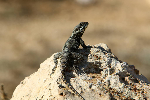 a lizard sitting on a hot stone and basking in the sun on the sea in northern Israel  - Photo, Image