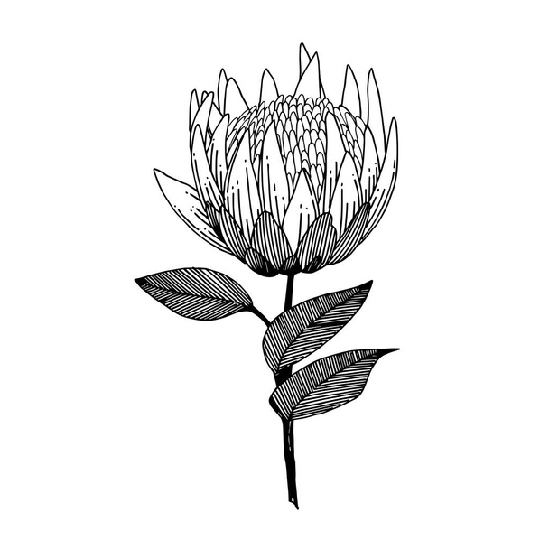 Vector Exotic tropical hawaiian summer flower. Black and white engraved ink art. Isolated flowers illustration element. - Vetor, Imagem