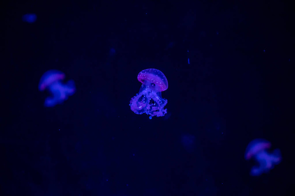 Belle méduses ou méduse dans la lumière au néon dans l'aquarium dans le nouveau médusarium Prague ouvert, République tchèque
 - Photo, image