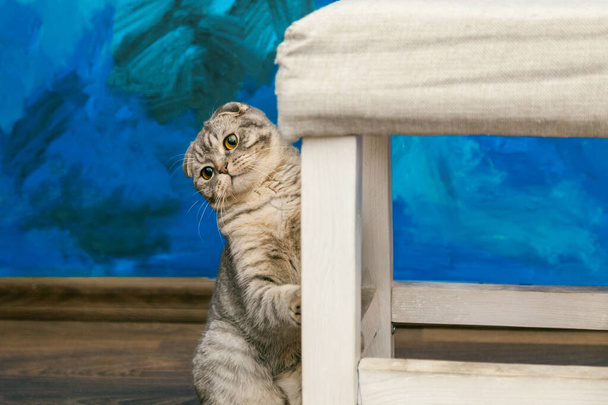 Грайливий шотландський складчастий кіт на тлі кольорової синьої стіни. Сірий шотландський складний милий кіт крупним планом
. - Фото, зображення