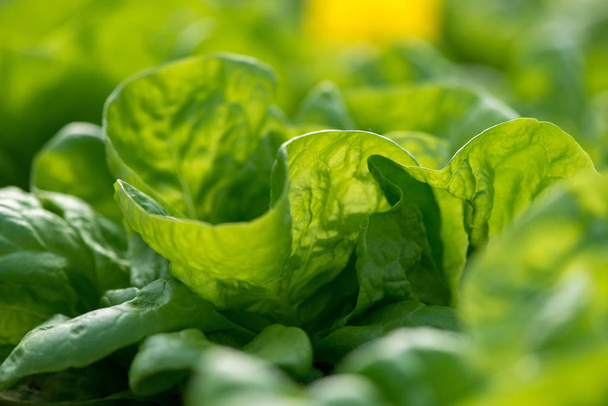 Close up of fresh organic lettuce growing in a greenhouse - selective focus - Foto, immagini