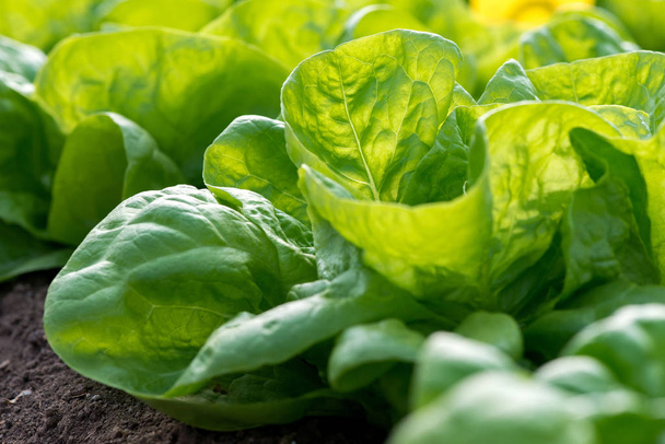 Close up of fresh organic lettuce growing in a greenhouse - selective focus - Fotografie, Obrázek
