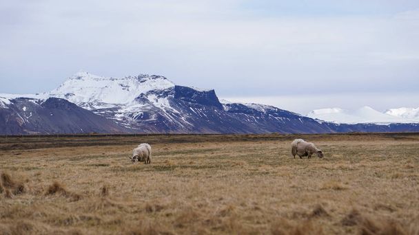 Sheep ram got fur shaved grazing in Iceland livestock farm lands - Фото, зображення