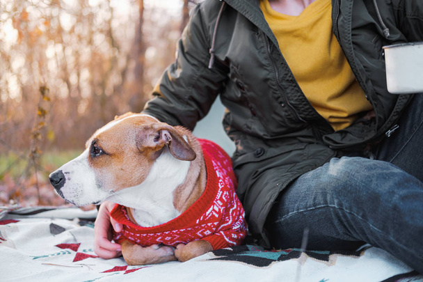 Sharing a company with loyal dog in late autumn - Φωτογραφία, εικόνα