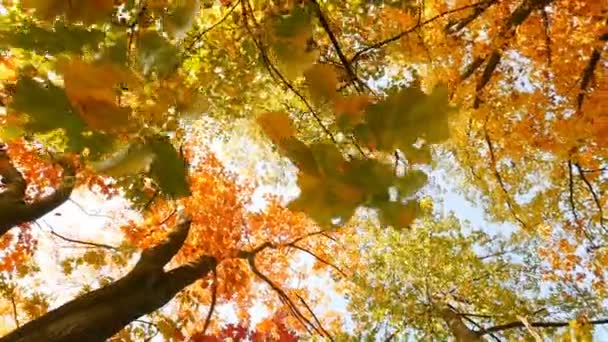 Λαμπερά φθινοπωρινά φύλλα σε ένα δέντρο διαφορετικών χρωμάτων. Η κάμερα κινείται γύρω από το δέντρο. Αργή κίνηση - Πλάνα, βίντεο