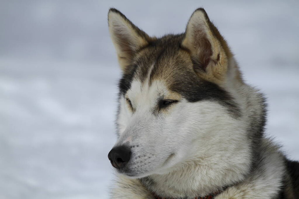очень красивый портрет собаки хаски
 - Фото, изображение