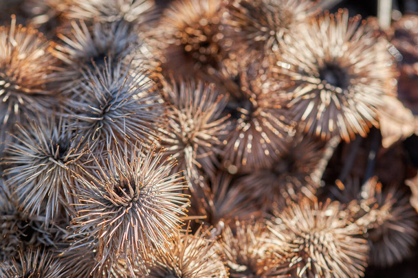many dried withered Echinops ball thistle - Photo, Image